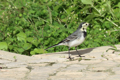 Motacilla alba alba