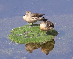 Lophonetta specularioides