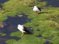 Oressochen melanopterus