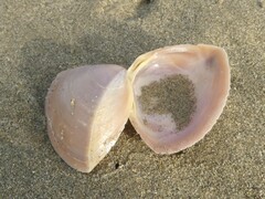 Crassula aequilatera