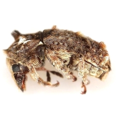 Toxonotus penicellatus