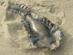 Callorhinchus milii