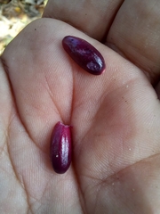 Ocotea dentata