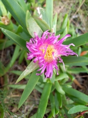 Carpobrotus glaucescens