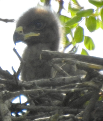 Hieraaetus wahlbergi