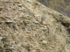 Muscisaxicola rufivertex