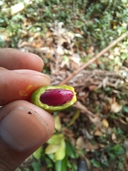 Ocotea dentata
