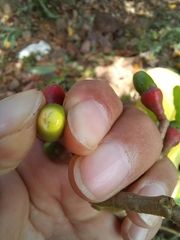 Ocotea dentata