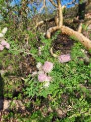 Mimosa distachya