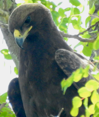 Hieraaetus wahlbergi