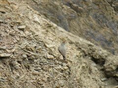 Muscisaxicola rufivertex