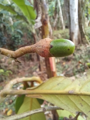 Ocotea dentata