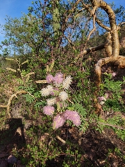 Mimosa distachya