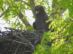 Hieraaetus wahlbergi
