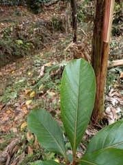 Ocotea dentata