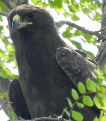 Hieraaetus wahlbergi