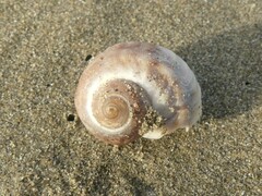 Amphibola crenata