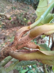Ocotea dentata