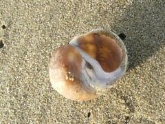 Amphibola crenata