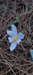 Crocus