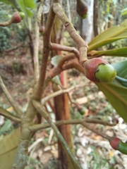 Ocotea dentata