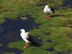 Oressochen melanopterus