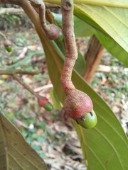 Ocotea dentata