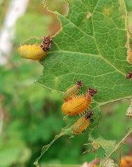 Paraselenis flava