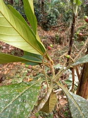 Ocotea dentata