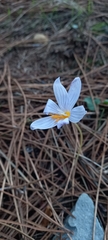 Crocus