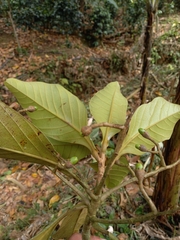 Ocotea dentata