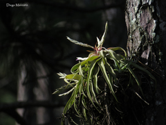 Tillandsia streptophylla
