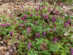 Corydalis cava