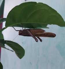 Schistocerca flavofasciata