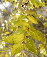 Zanthoxylum clava-herculis