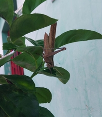 Schistocerca flavofasciata