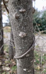 Zanthoxylum clava-herculis