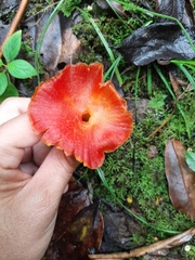 Hygrocybe occidentalis