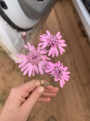 Palafoxia sphacelata