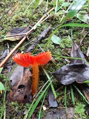Hygrocybe occidentalis