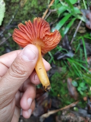Hygrocybe occidentalis