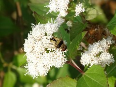 Palpada pusilla