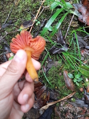 Hygrocybe occidentalis