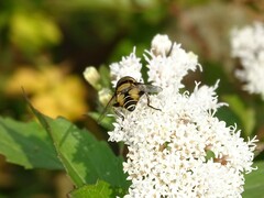 Palpada pusilla