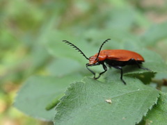 Pyrochroa serraticornis
