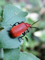 Pyrochroa serraticornis
