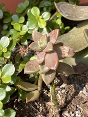 Sedeae