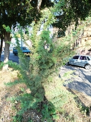 Vachellia schaffneri