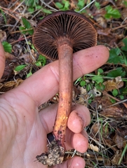 Chroogomphus vinicolor