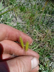 Hordeum marinum